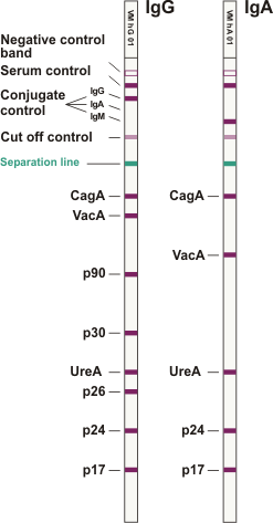 Helicobacter ViraStripe IgG IgA en