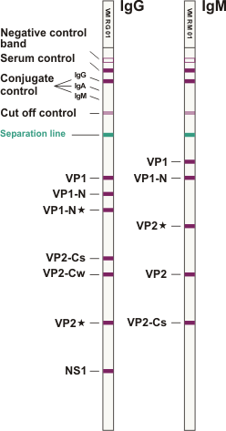Parvovirus B31 ViraStripe IgG IgM en
