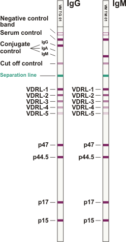 Treponema ViraBlot IgG IgM en