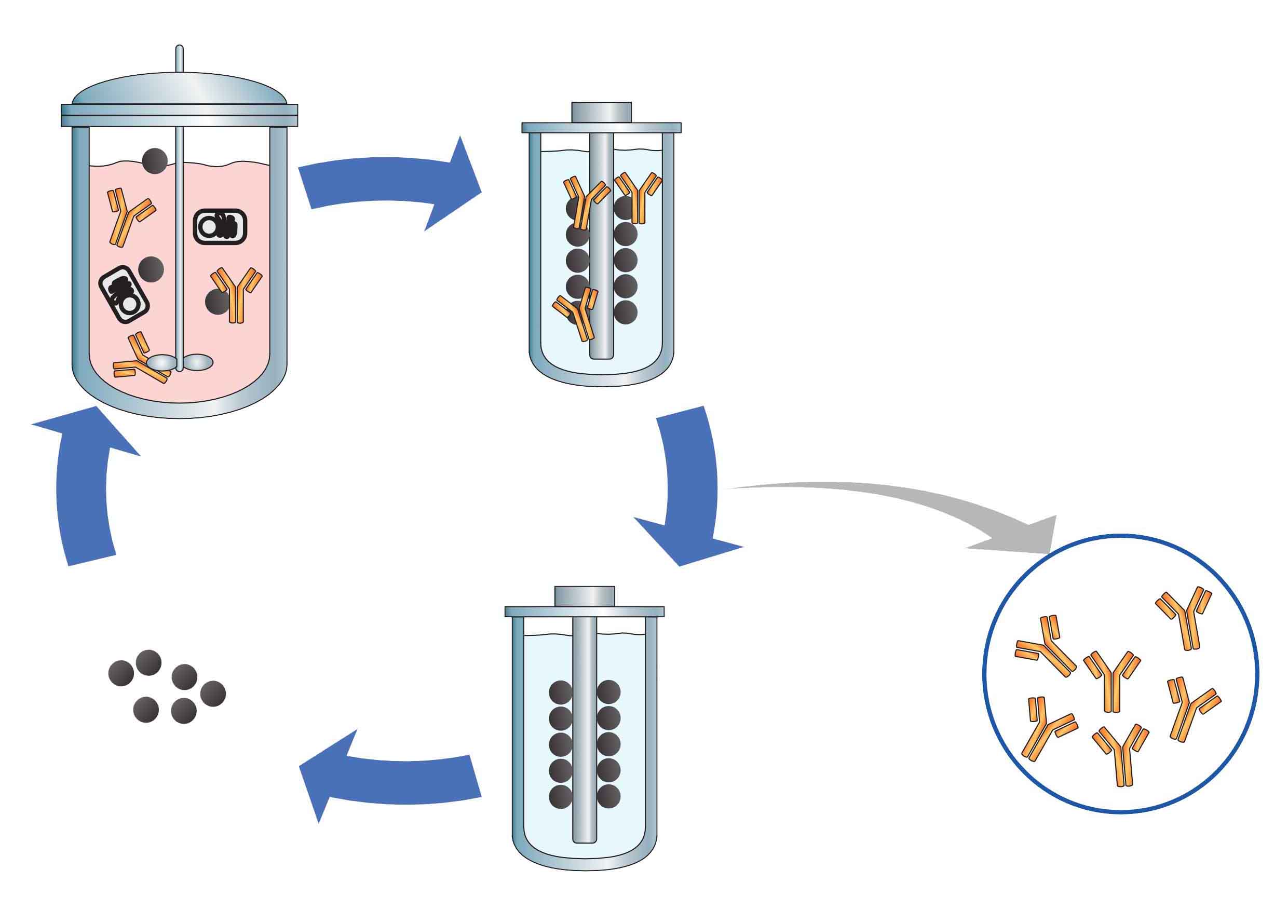 Antibodies-Flow-chart